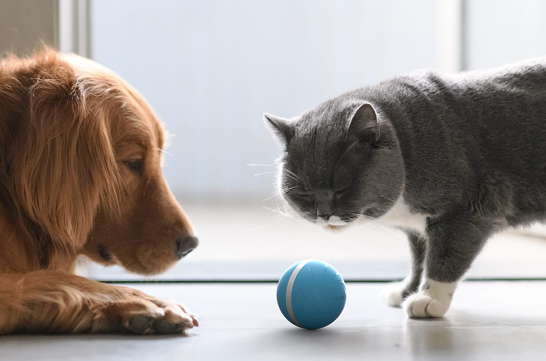 μπάλα για γάτες έξυπνο cheerble