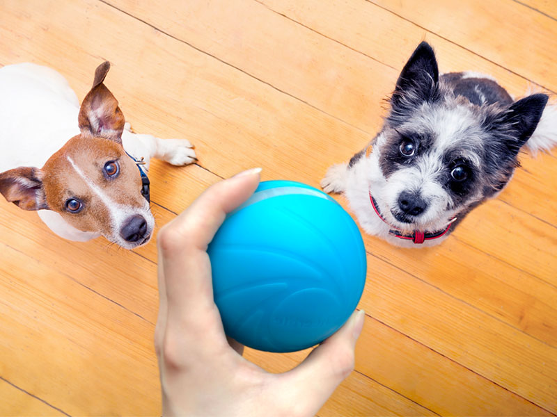 σκυλί έξυπνη μπάλα
